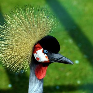 Preview wallpaper crane, head, beautiful, feathers