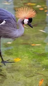 Preview wallpaper crane, heron, stork, feathers, water