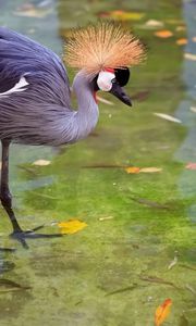 Preview wallpaper crane, heron, stork, feathers, water