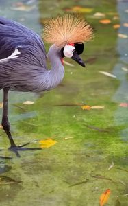 Preview wallpaper crane, heron, stork, feathers, water