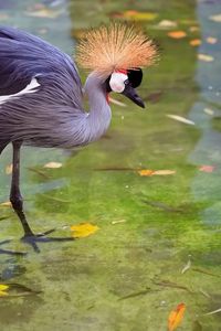 Preview wallpaper crane, heron, stork, feathers, water