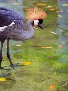 Preview wallpaper crane, heron, stork, feathers, water