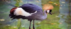 Preview wallpaper crane, heron, stork, feathers, water