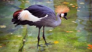 Preview wallpaper crane, heron, stork, feathers, water