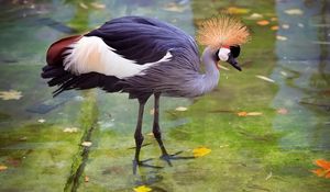 Preview wallpaper crane, heron, stork, feathers, water