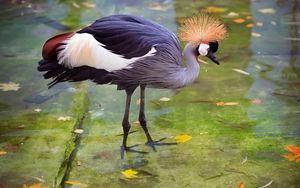 Preview wallpaper crane, heron, stork, feathers, water