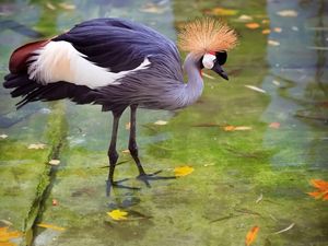 Preview wallpaper crane, heron, stork, feathers, water