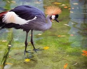 Preview wallpaper crane, heron, stork, feathers, water