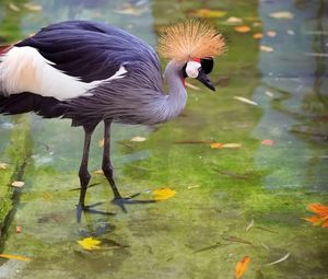 Preview wallpaper crane, heron, stork, feathers, water