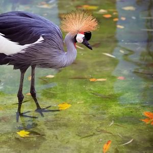 Preview wallpaper crane, heron, stork, feathers, water