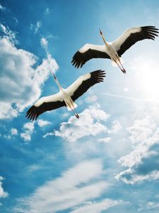 Preview wallpaper cranes, birds, flying, sky