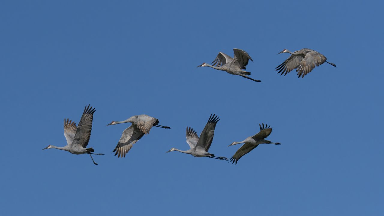 Wallpaper cranes, birds, sky, flight