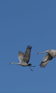 Preview wallpaper cranes, birds, sky, flight