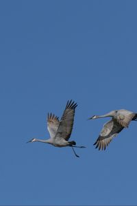 Preview wallpaper cranes, birds, sky, flight