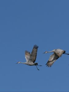 Preview wallpaper cranes, birds, sky, flight