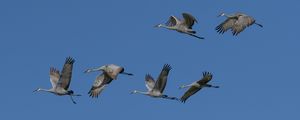 Preview wallpaper cranes, birds, sky, flight