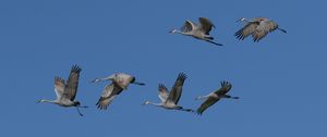 Preview wallpaper cranes, birds, sky, flight