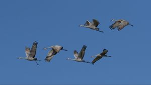 Preview wallpaper cranes, birds, sky, flight