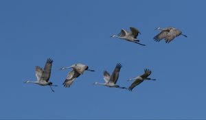 Preview wallpaper cranes, birds, sky, flight