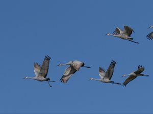 Preview wallpaper cranes, birds, sky, flight