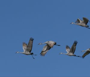 Preview wallpaper cranes, birds, sky, flight