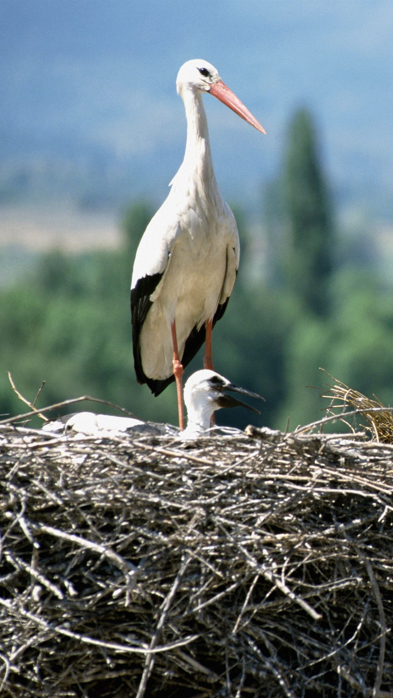 Empty Nest Syndrome: Pros, Cons and Solutions!