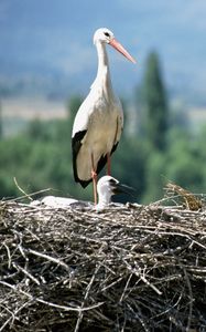 Preview wallpaper cranes, chick, nest