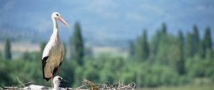 Preview wallpaper cranes, chick, nest