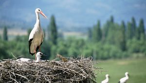 Preview wallpaper cranes, chick, nest