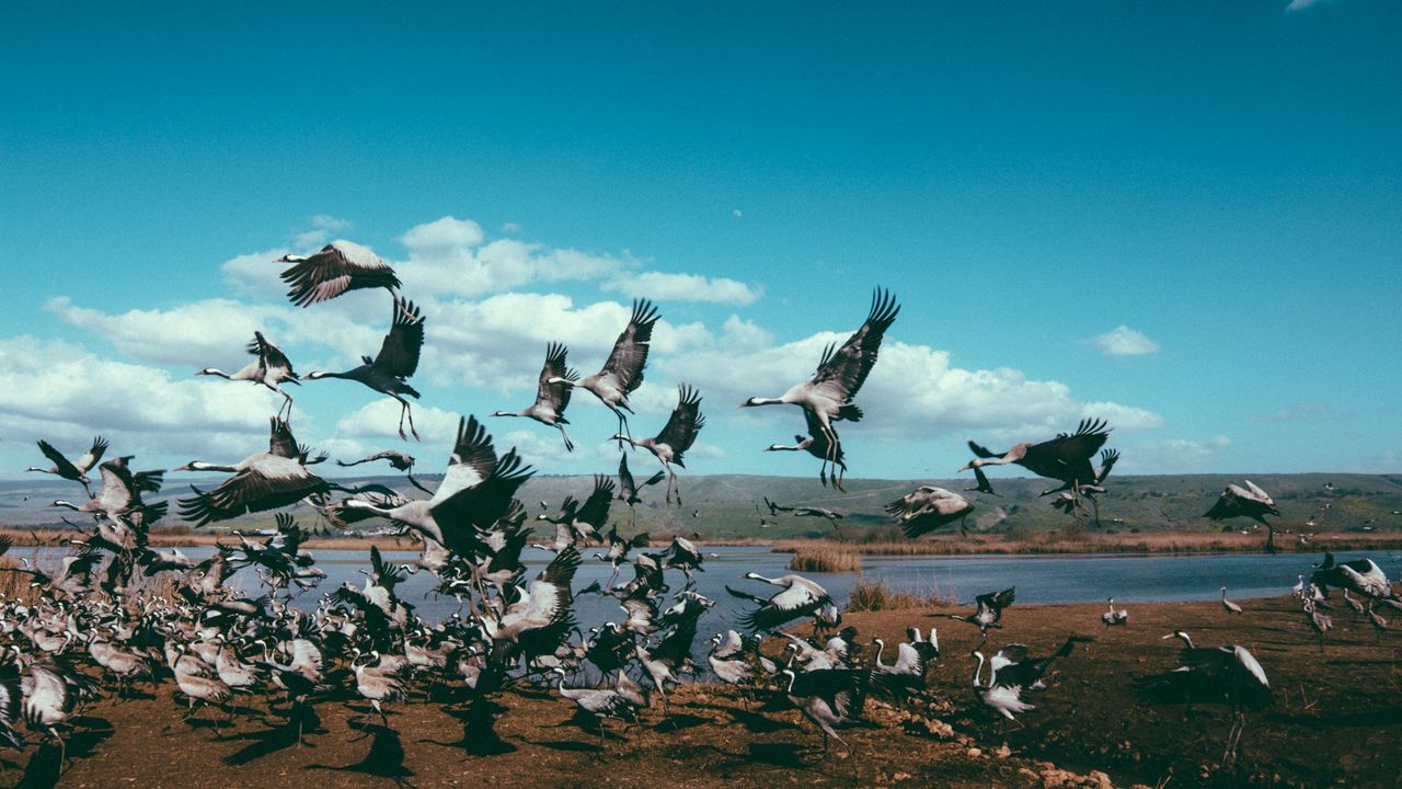 Wallpaper cranes, flock, birds, flight