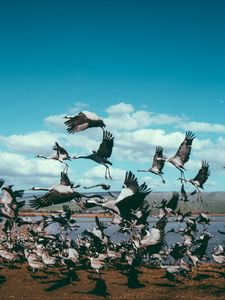Preview wallpaper cranes, flock, birds, flight