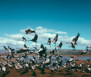 Preview wallpaper cranes, flock, birds, flight