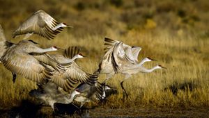 Preview wallpaper cranes, flock, flying, birds