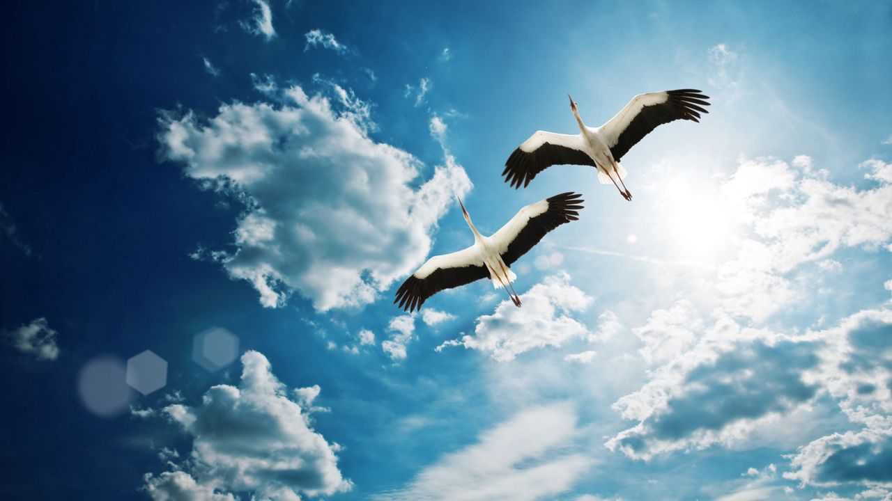 Wallpaper cranes, sky, flight, couple, cloud