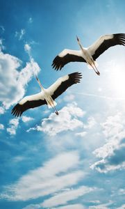 Preview wallpaper cranes, sky, flight, couple, cloud