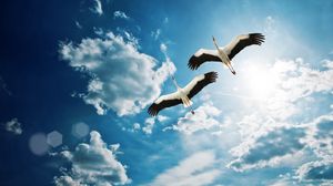 Preview wallpaper cranes, sky, flight, couple, cloud