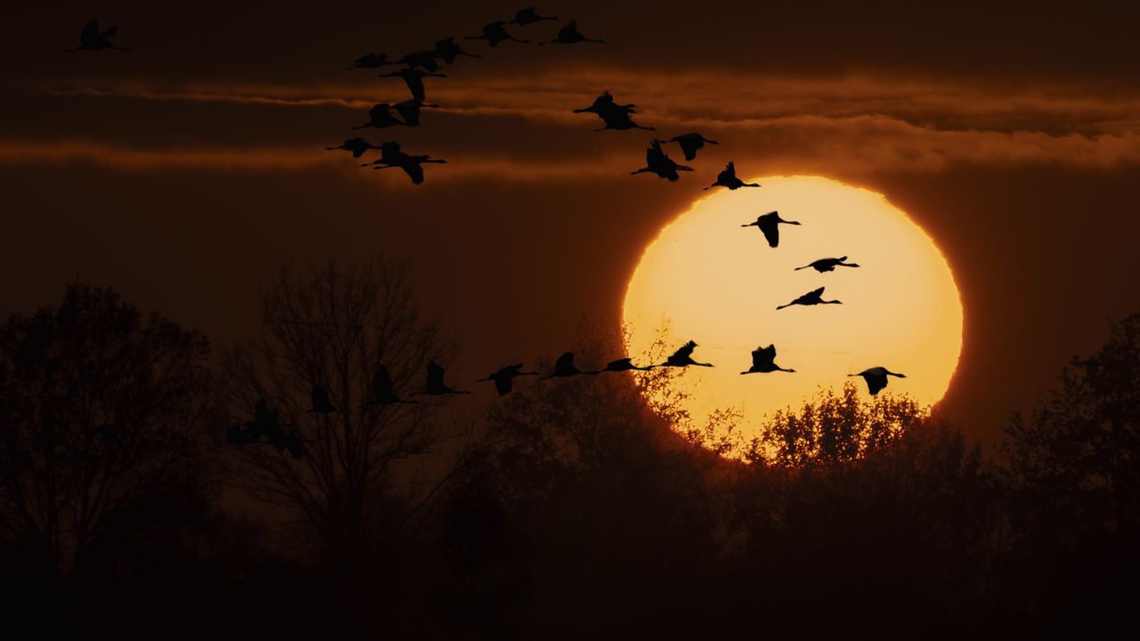 Wallpaper cranes, twilight, sun, silhouettes, trees, nature