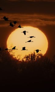 Preview wallpaper cranes, twilight, sun, silhouettes, trees, nature
