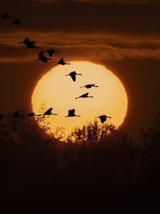 Preview wallpaper cranes, twilight, sun, silhouettes, trees, nature