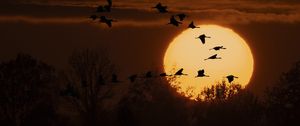 Preview wallpaper cranes, twilight, sun, silhouettes, trees, nature