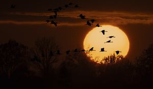 Preview wallpaper cranes, twilight, sun, silhouettes, trees, nature