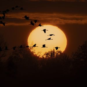 Preview wallpaper cranes, twilight, sun, silhouettes, trees, nature