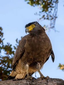 Preview wallpaper crested serpent eagle, bird, wildlife, sky, blur, log