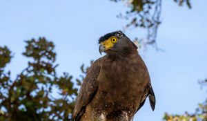 Preview wallpaper crested serpent eagle, bird, wildlife, sky, blur, log