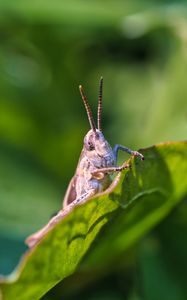 Preview wallpaper cricket, grasshopper, insect, leaf, blur, macro