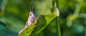 Preview wallpaper cricket, grasshopper, insect, leaf, blur, macro