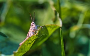 Preview wallpaper cricket, grasshopper, insect, leaf, blur, macro