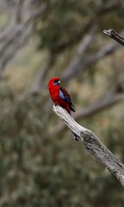 Preview wallpaper crimson rosella, rosella, parrot, bird, bright