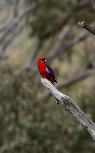 Preview wallpaper crimson rosella, rosella, parrot, bird, bright