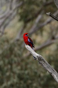 Preview wallpaper crimson rosella, rosella, parrot, bird, bright